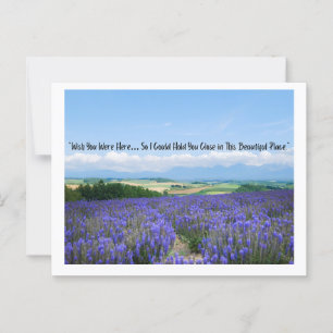 Postales de campos de lavanda