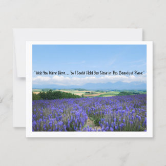 Postales de campos de lavanda