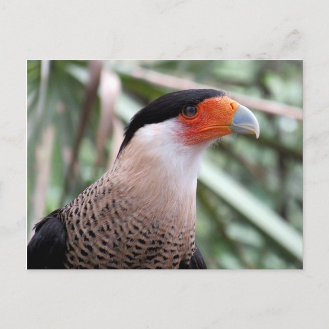 Postales de Caracara en reposo (Anverso)