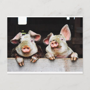 Postales de cerdos felices