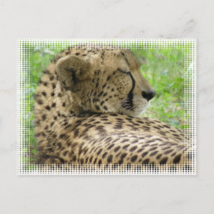 Postales de Cheetah en reposo