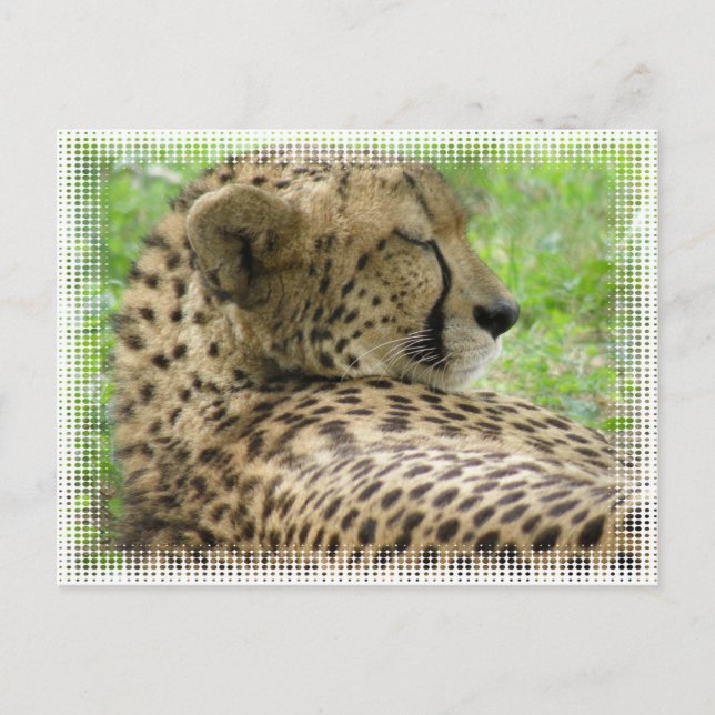 Postales de Cheetah en reposo (Anverso)