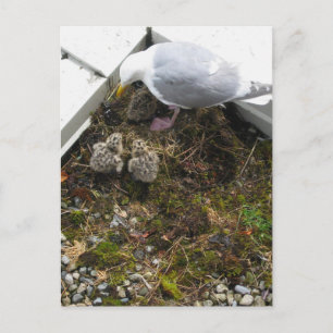 Postales de chicles de Gull de un día