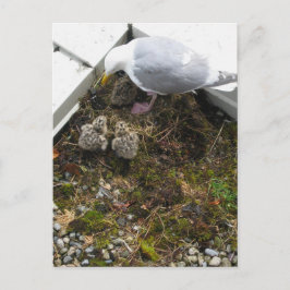 Postales de chicles de Gull de un día