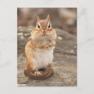 Postales de Chipmunk con grasa y fluffy