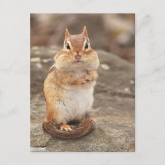 Postales de Chipmunk con grasa y fluffy
