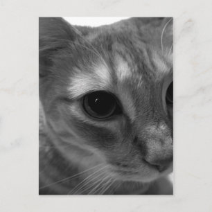 Postales de cierre de cara de gato