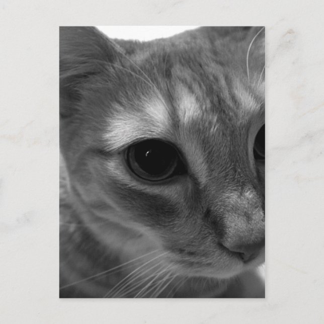 Postales de cierre de cara de gato (Anverso)