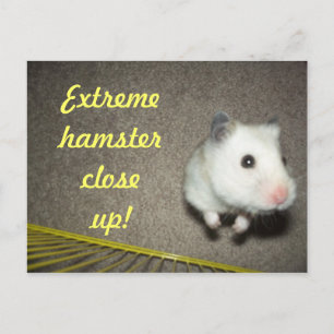 Postales de cierre de hamster extremo