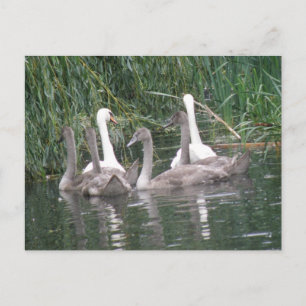 Postales de cignenes y cisnes