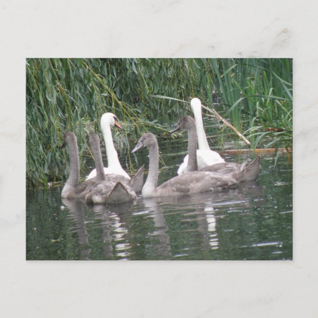 Postales de cignenes y cisnes (Anverso)