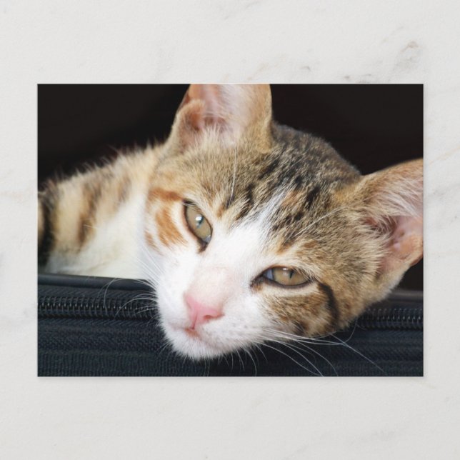 Postales de Cleo Cat (Anverso)