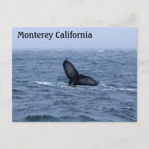 Postales de cola de ballena de Monterey California