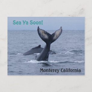 Postales de cola de ballena de Monterey California