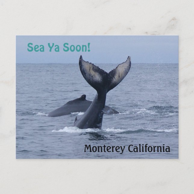 Postales de cola de ballena de Monterey California (Anverso)