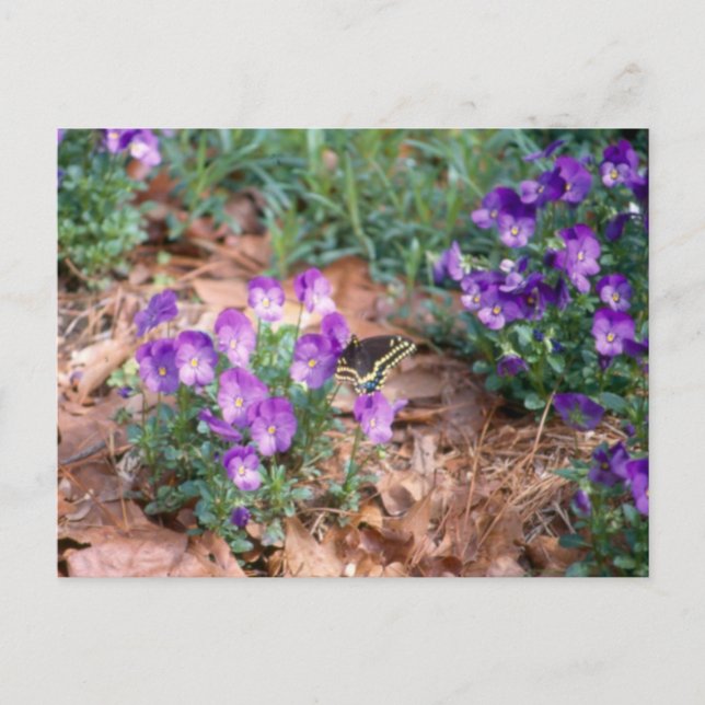 Postales de cola y viola (Anverso)