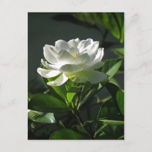 Postales de color Gardenia blanco 2