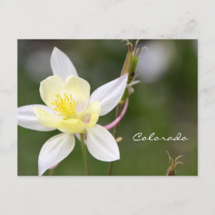 Postales de Columbina Blanca