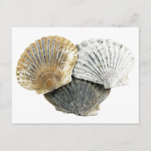 Postales de conchas marinas