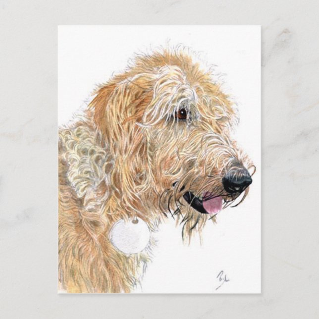 Postales de Cream Labradoodle (Anverso)