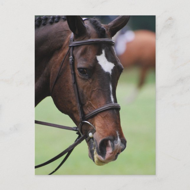 Postales de Cute Arabian Horse (Anverso)