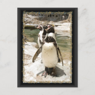 Postales de Cute Humboldt Penguin