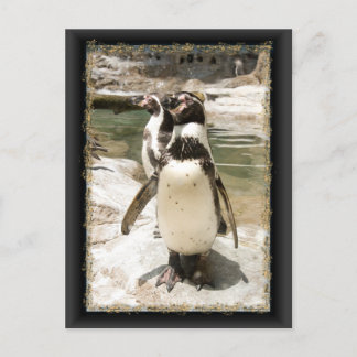 Postales de Cute Humboldt Penguin