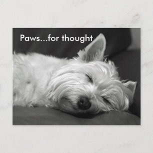 Postales de cute westie