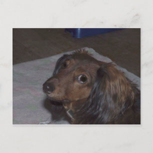 Postales de Dachshund