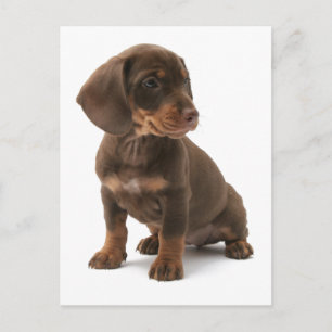 Postales de Dachshund Puppy