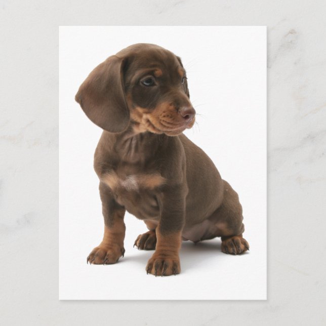 Postales de Dachshund Puppy (Anverso)