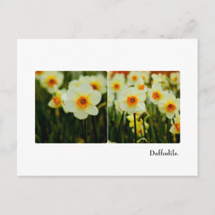 Postales de Daffodil