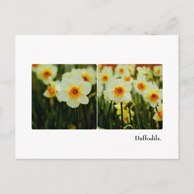 Postales de Daffodil (Anverso)