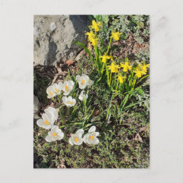 Postales de Daffodils y Crocus