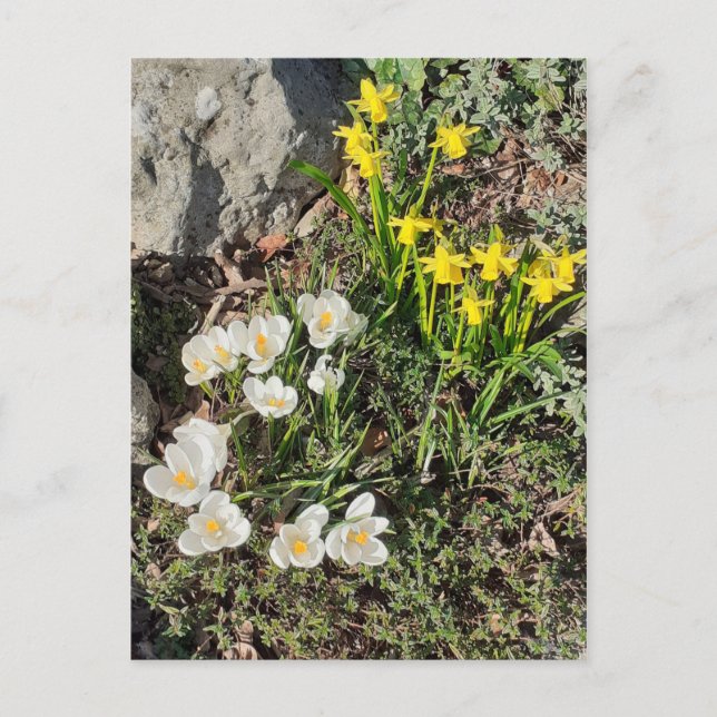 Postales de Daffodils y Crocus (Anverso)
