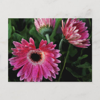 Postales de Daisies Pintadas