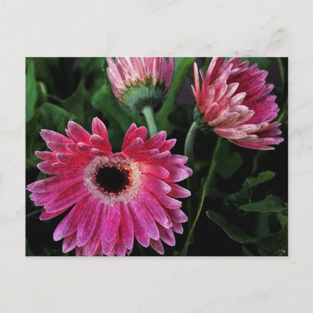 Postales de Daisies Pintadas (Anverso)