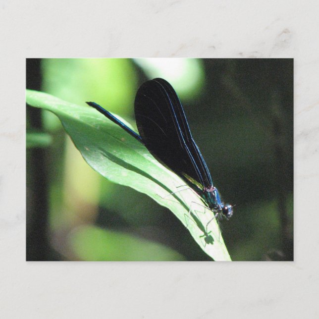Postales de damselfly en negro y azul (Anverso)