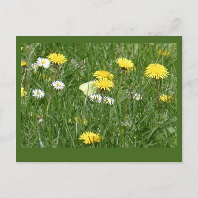 Postales de Dandelions & Daisies Grass Field DIY (Anverso)