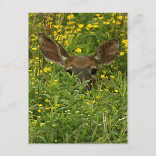 Postales De Deer Entre Flores Silvestres