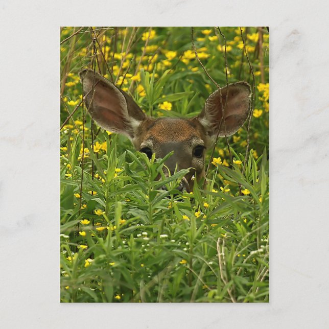Postales De Deer Entre Flores Silvestres (Anverso)