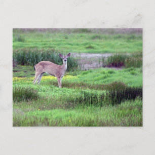 Postales de Deer in Field