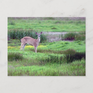 Postales de Deer in Field