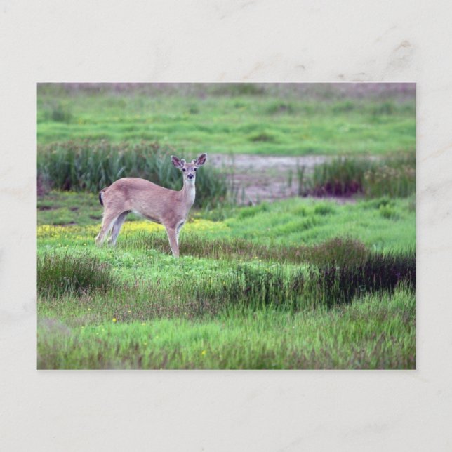 Postales de Deer in Field (Anverso)
