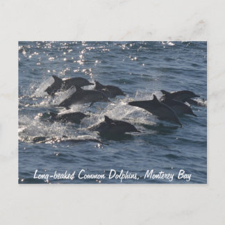 Postales de delfines comunes de larga duración