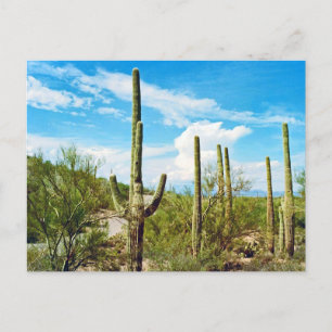 Postales de Desert Cactus Arizona