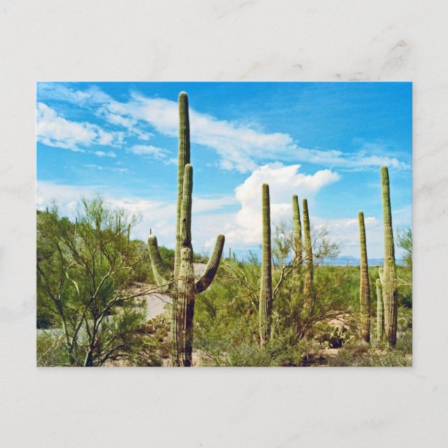 Postales de Desert Cactus Arizona (Anverso)