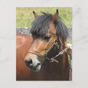Postales de diseño de Shetland Pony