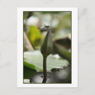 Postales de Dragonfly