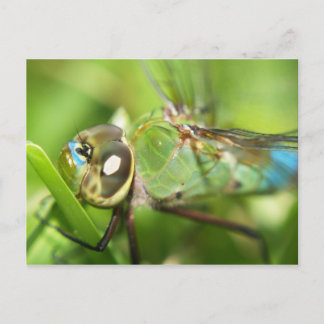 Postales de Dragonfly